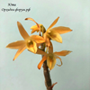 Dendrobium moniliforme F2 orange